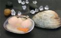 珍奇贝类海鲜紫石房蛤（又称天鹅蛋）