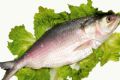 三类不同产地的鲥鱼食材比较（缅泰鲥鱼/美国鲥鱼/中国鲥鱼）